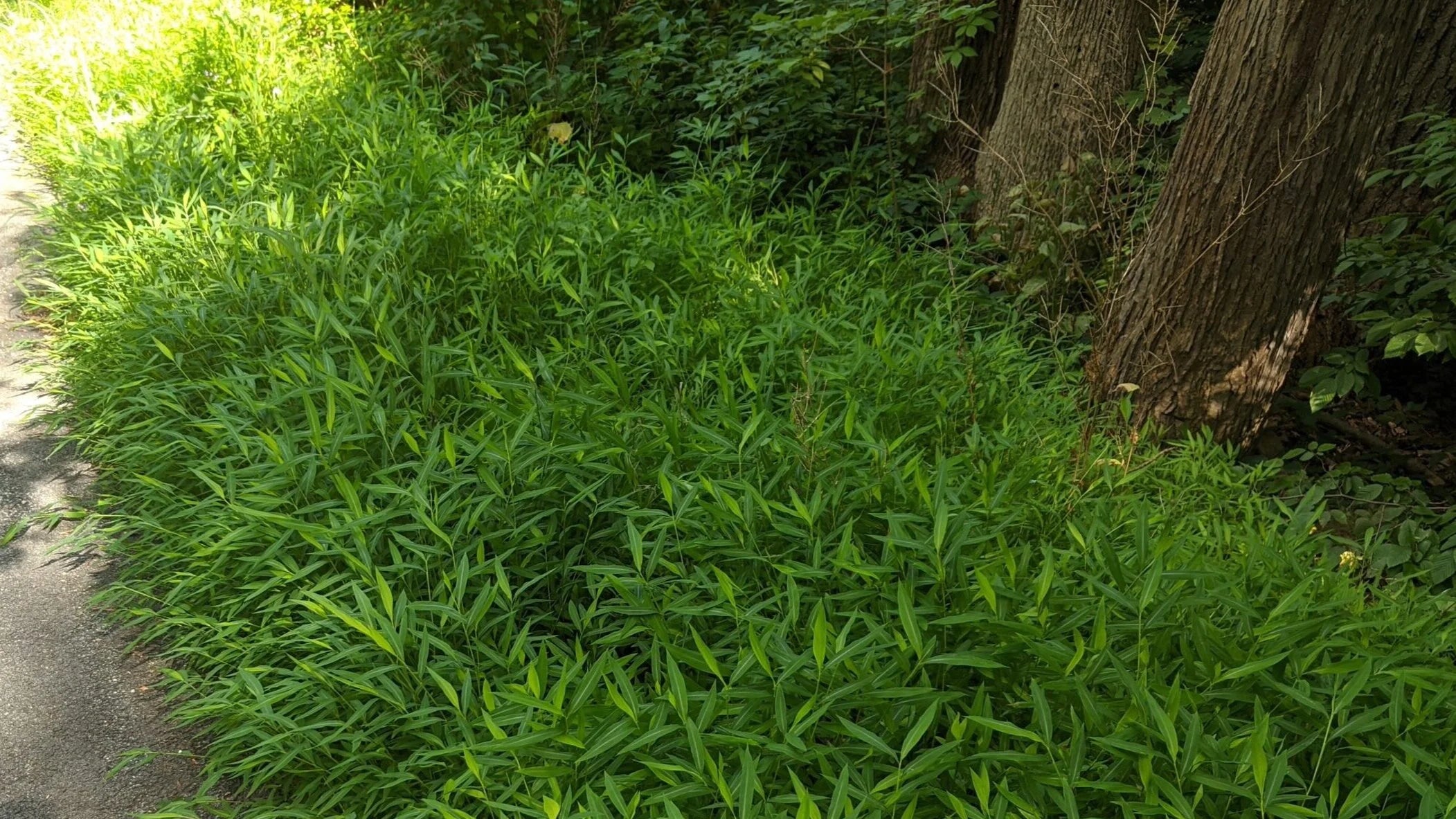 Bambus vesnic verde pitic / Pleioblastus pygmaeus "Distichus" /