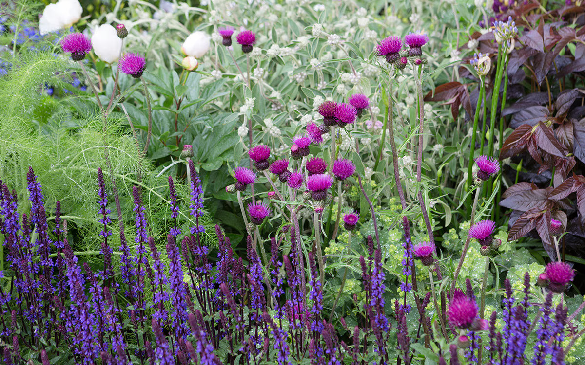 Cirsium rivulare "Trevor&