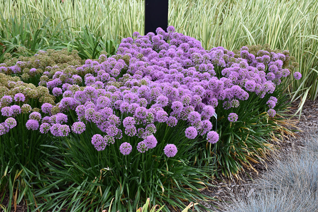 Allium &