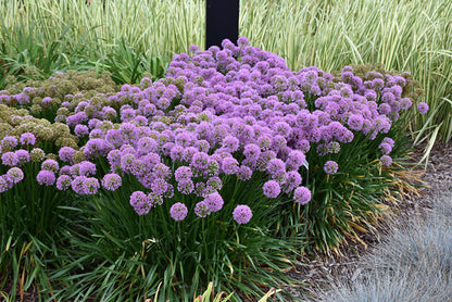 Allium &