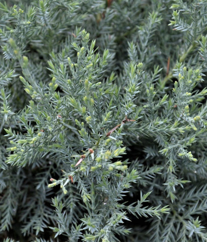 Ienupar &quot;Pfitzeriana Glauca&quot; Bonsai 1.40 - 1.60 m / Juniperus × media &quot;Pfitzeriana Glauca&quot;/