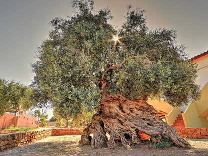 Maslin bonsai / Olea Europaea/