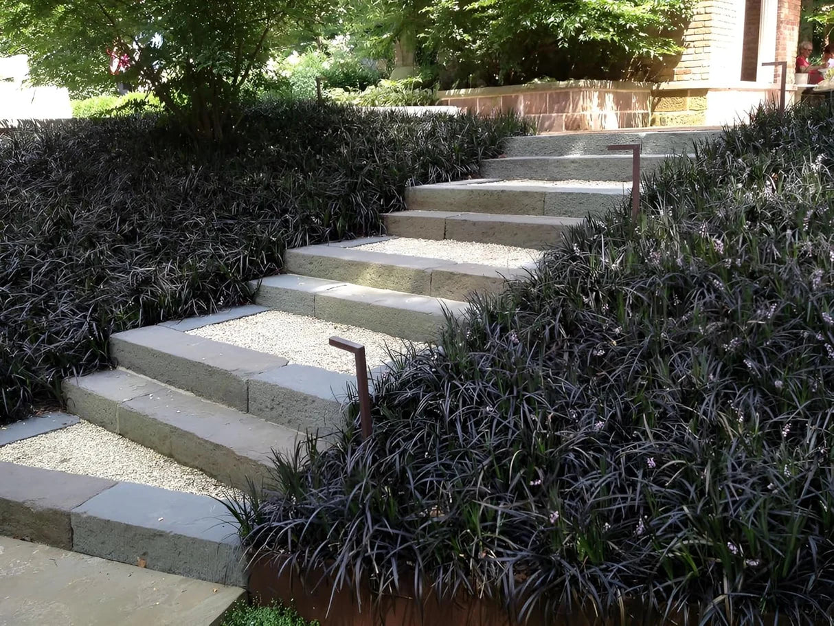 Ophiopogon planiscapus &