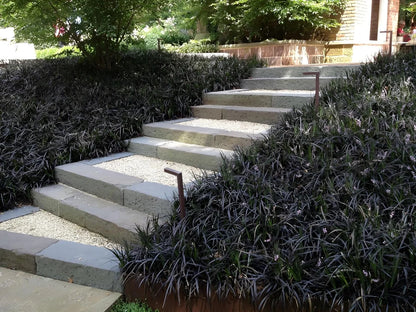 Ophiopogon planiscapus &