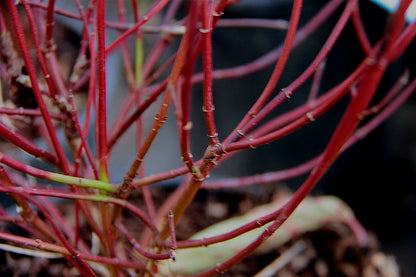 Sanger &quot;Kelseyi&quot; 0.20 - 0.45 m / Cornus sericea &quot;Kelseyi&quot;/