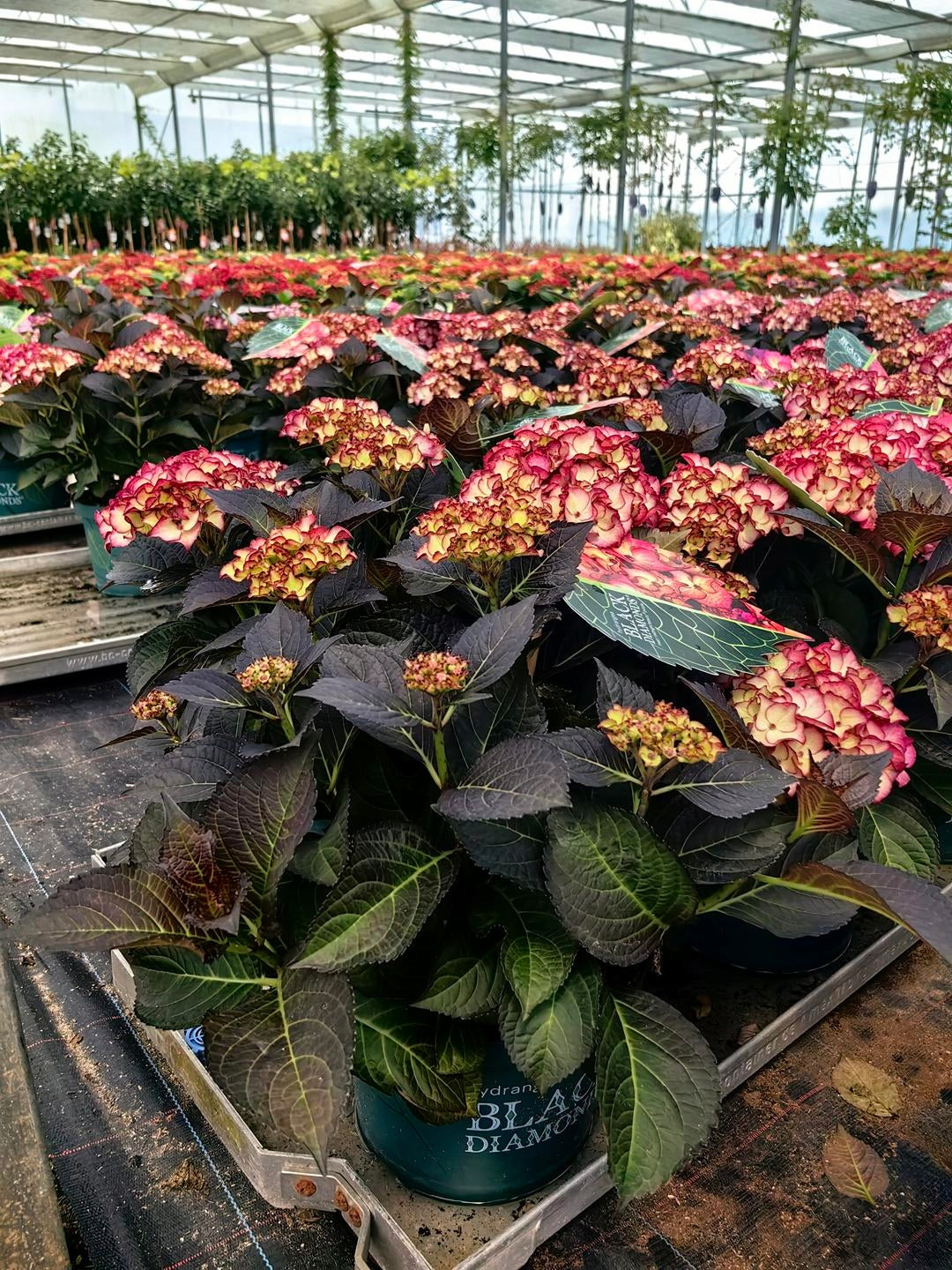 Hortensia "Black Diamonds Midnight Pearl" /Hydrangea macrophylla "Black Diamonds Midnight Pearl" /
