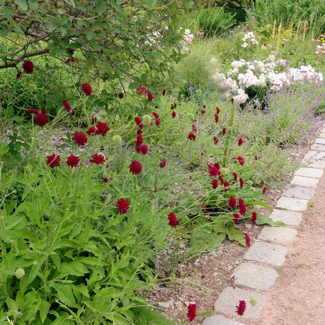 Knautia macedonica "Red Knight" by Gradina Noastra