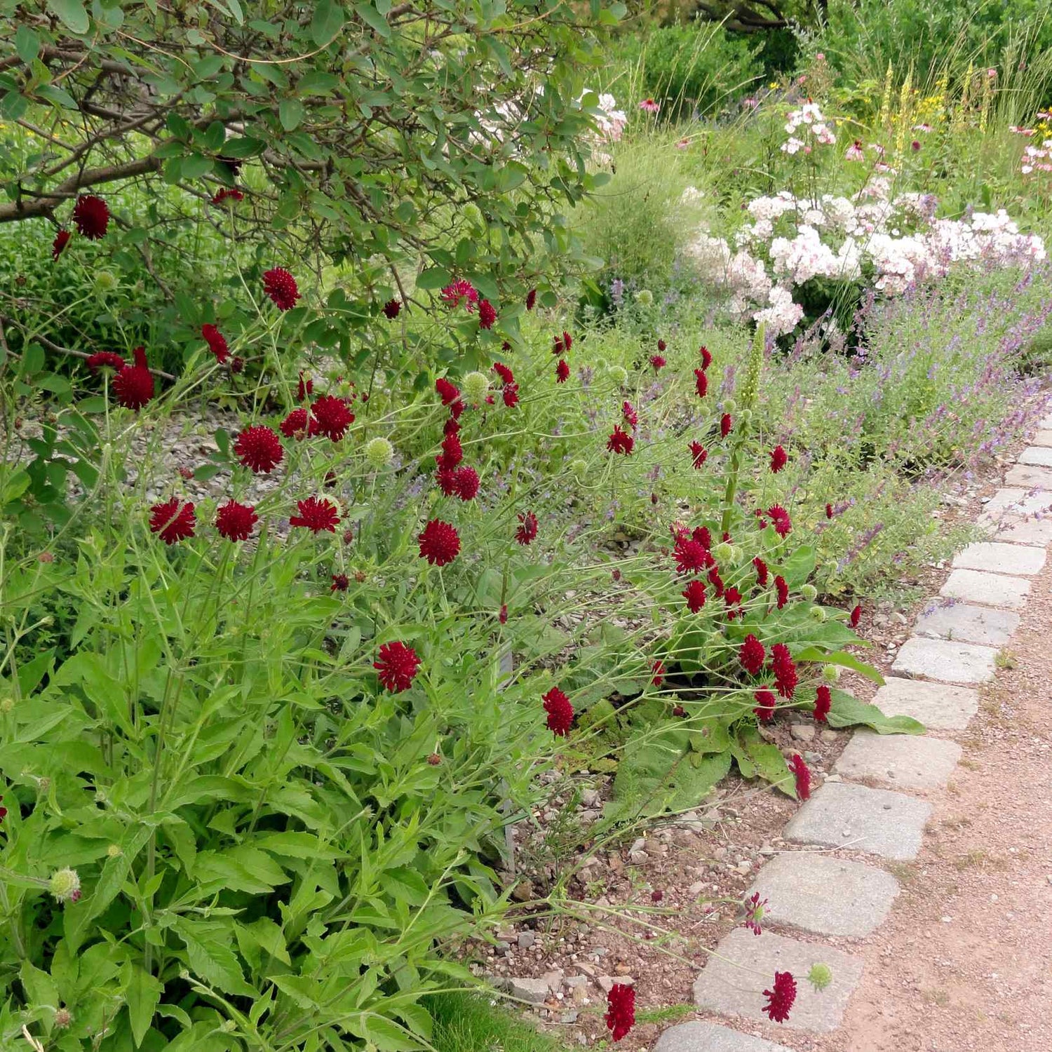 Knautia macedonica &quot;Red Knight&quot;