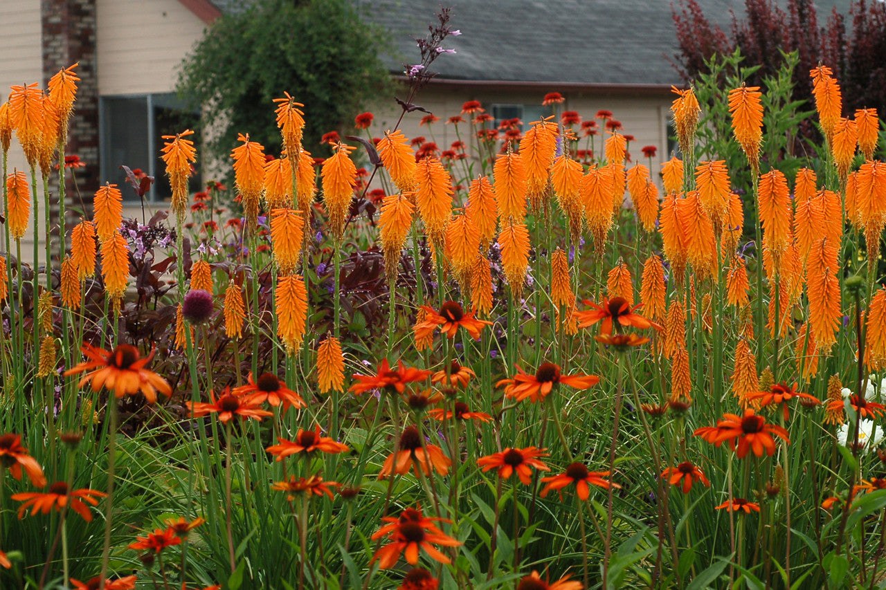 Kniphofia &