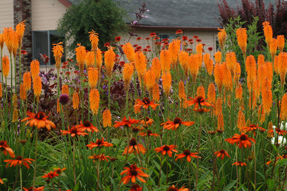 Kniphofia &