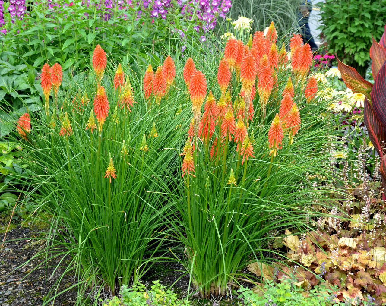 Kniphofia &