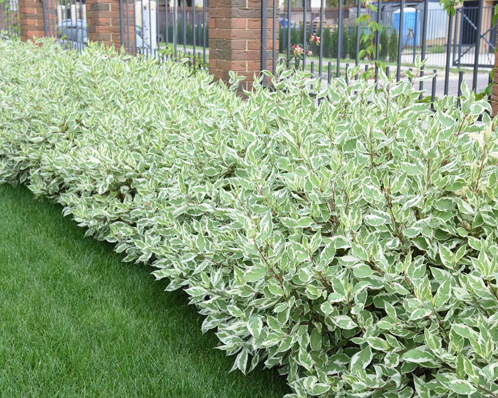 Corn alb "Elegantissima" /Cornus alba "Elegantissima"/