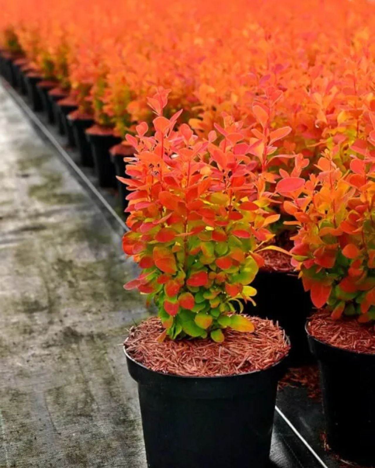Dracila "Orange Ice" / Berberis thunbergii "Orange Ice"/