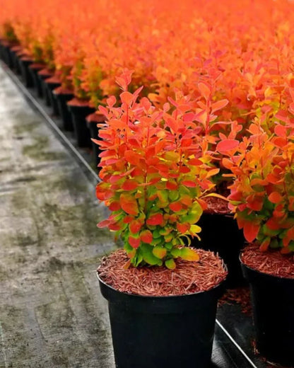 Dracila "Orange Ice" / Berberis thunbergii "Orange Ice"/