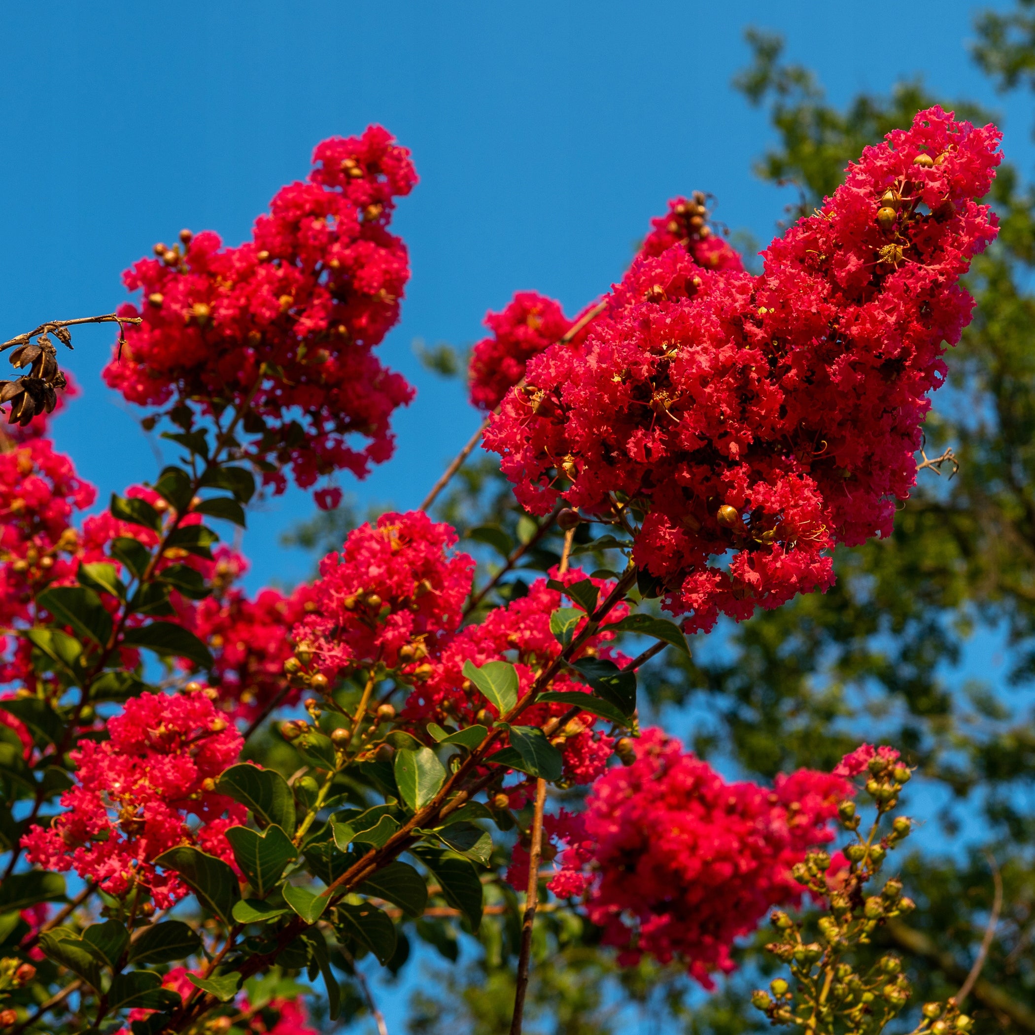 Liliac Indian "Durant Red" arbore / Lagerstroemia Indica  "Durant Red"/