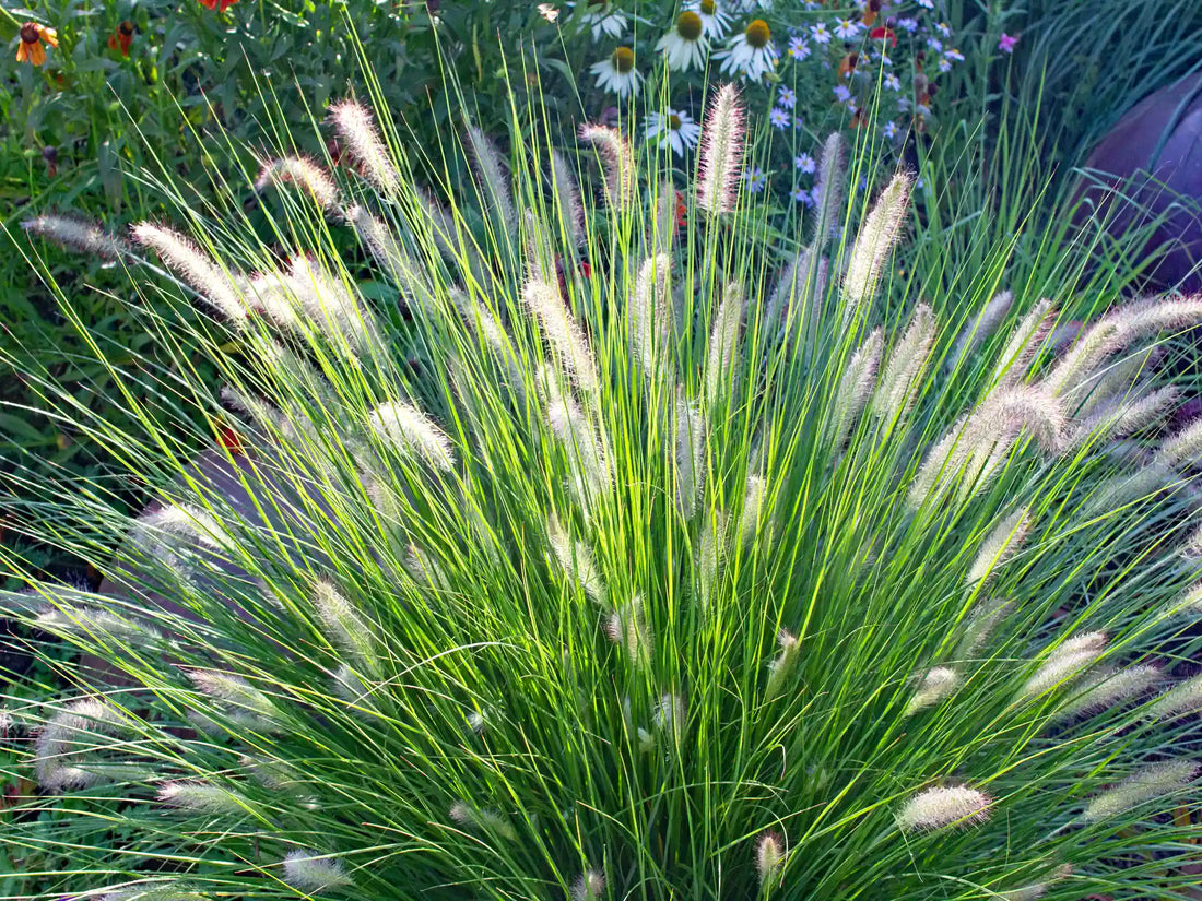 Pennisetum alopecuroides &quot;Hameln&quot; by gradina-noastra