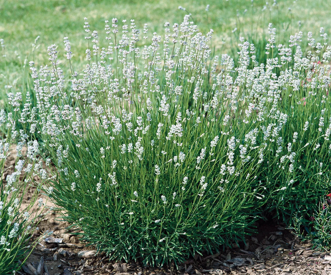 Lavanda "Edelweiss" 0.20 m / Lavandula x intermedia "Edelweiss"/ by gradina-noastra