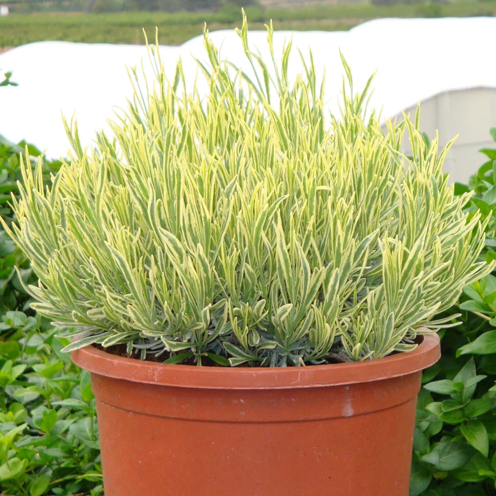 Lavanda "Platinum Blonde" / Lavandula angustifolia "Platinum Blonde"/