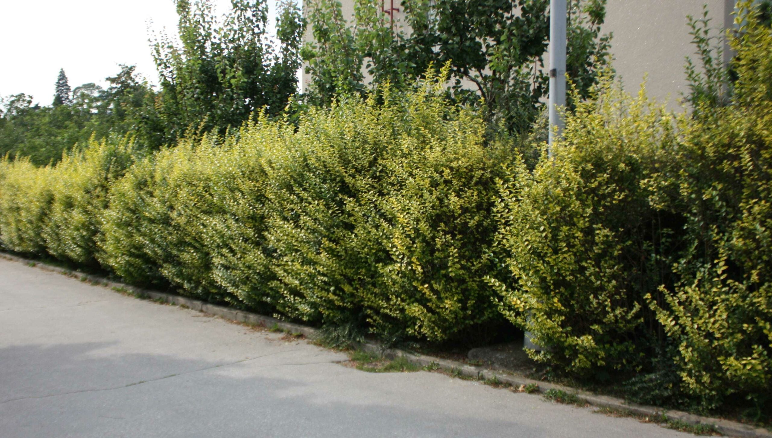 Lemn câinesc auriu tufa / Ligustrum Ovalifolium Aureum /