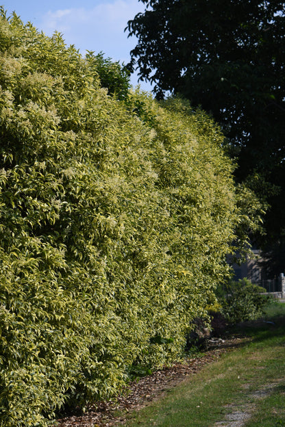 Lemn cainesc "Excelsum Superbum" tufa / Ligustrum japonicum "Excelsum Superbum"/