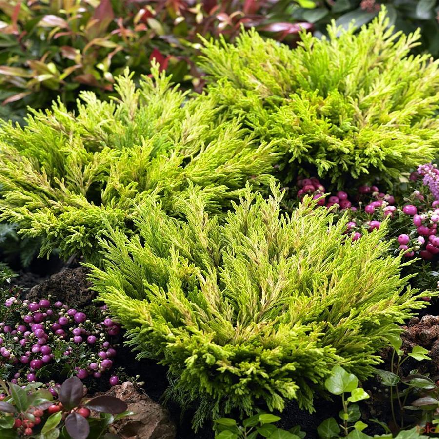 Ienupar &quot;Limeglow&quot; / Juniperus horizontalis &quot;Limeglow&quot;/ by gradina-noastra