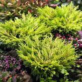 Ienupar "Limeglow" / Juniperus horizontalis "Limeglow"/ by gradina-noastra