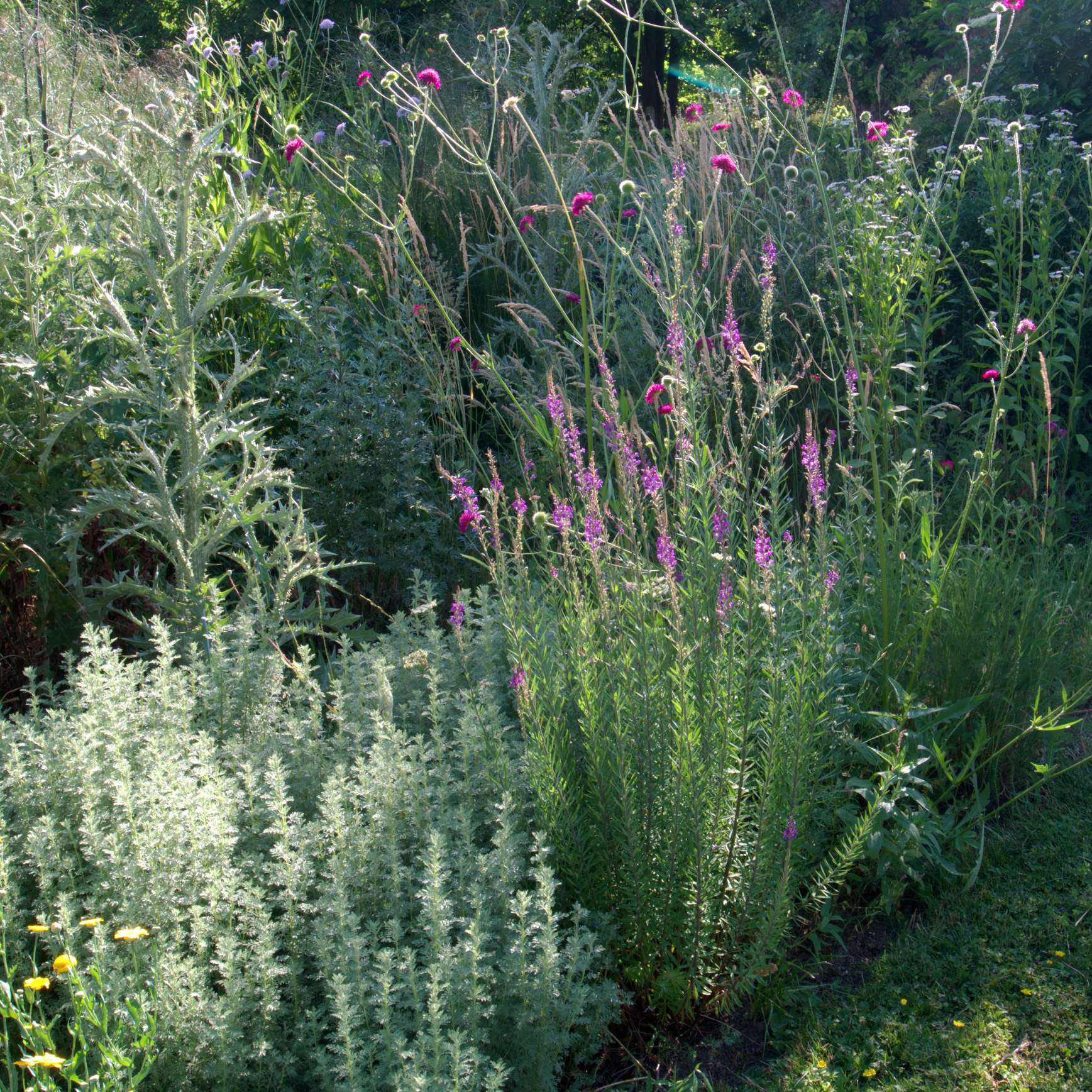 Linaria purpurea - Gradina Noastra
