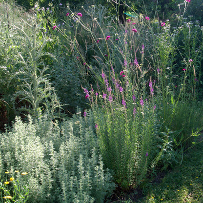 Linaria purpurea - Gradina Noastra