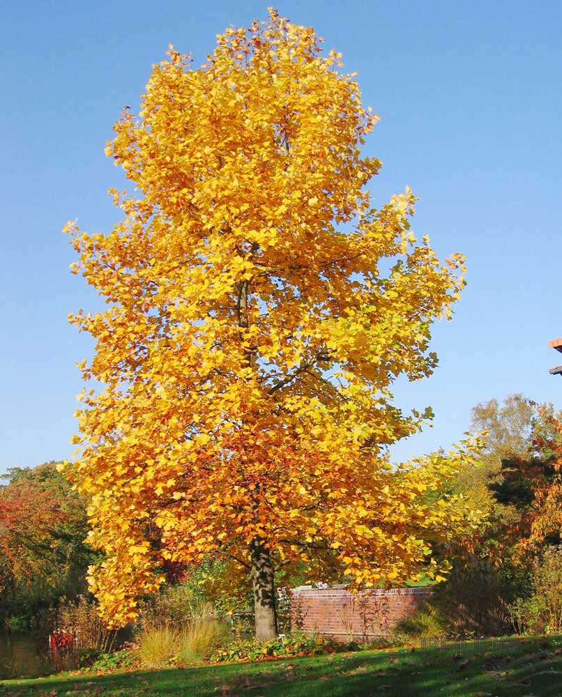 Arborele lalea 3.00 m - 3.50 m / Liriodendron tulipifera / by gradina-noastra