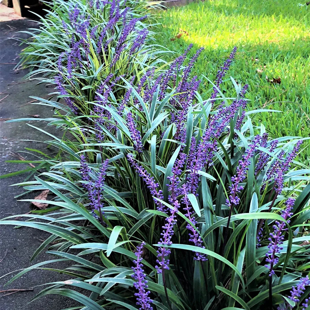 Liriope muscari "Moneymaker"
