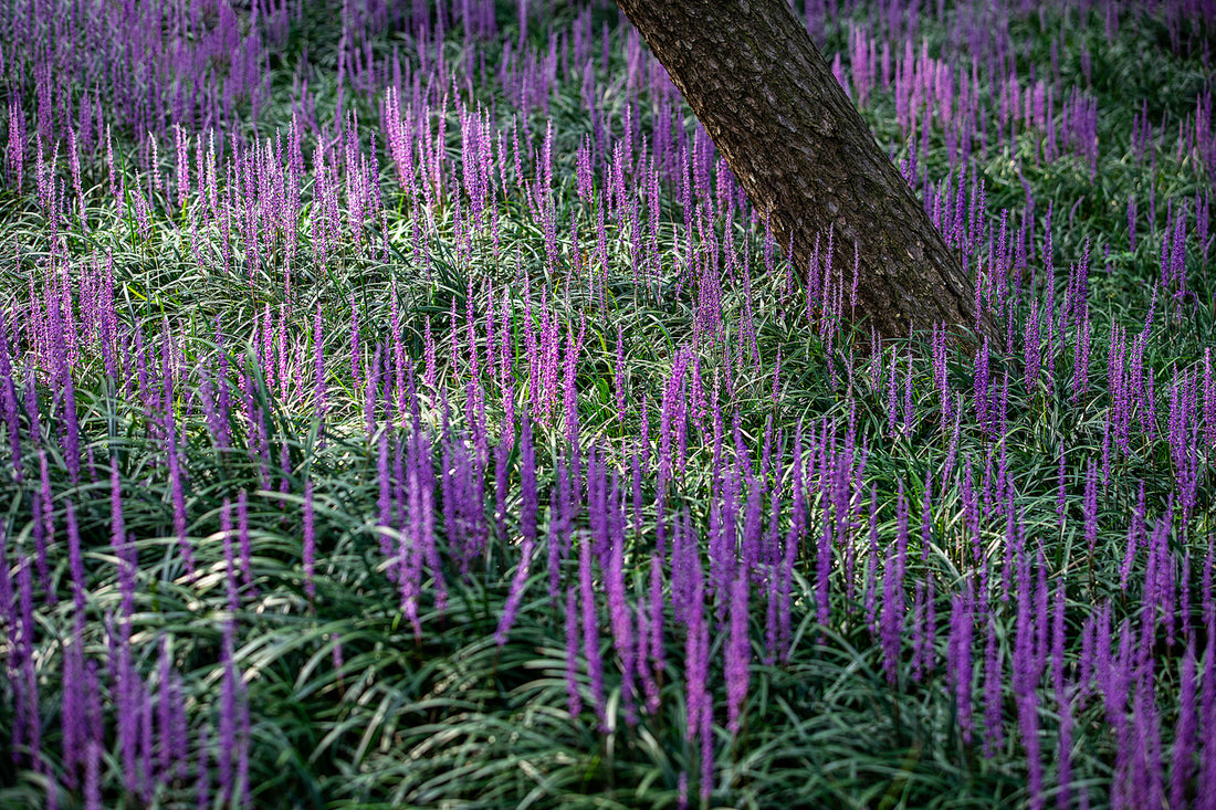 Liriope muscari &quot;Royal Purple&quot; by gradina-noastra