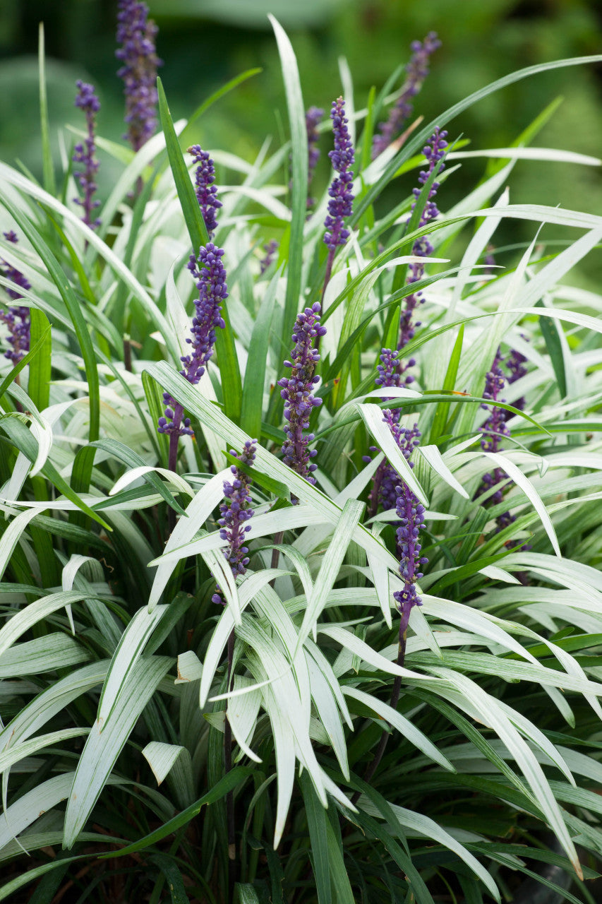 Liriope muscari &quot;Okina&quot; by gradina-noastra