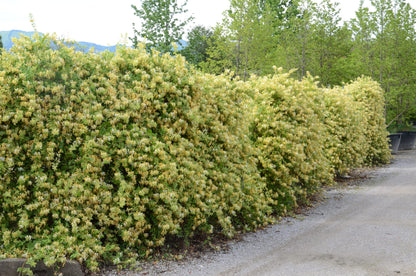 Mâna Maicii Domnului / Lonicera japonica mix /