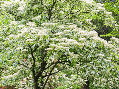 Corn alb "Variegata" 1.00 - 1.20 m /Cornus controversa "Variegata"/