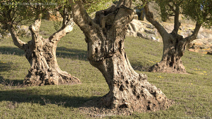Maslin bonsai / Olea Europaea/