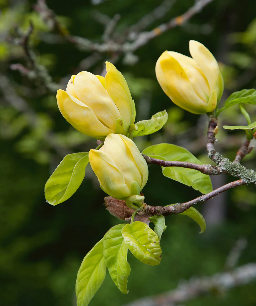 Magnolia galbena "Yellow Bird" 1.30 - 1.50 m / Magnolia x "Yellow Bird" / - Gradina Noastra