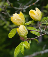 Magnolia galbena "Yellow Bird" 1.30 - 1.50 m / Magnolia x "Yellow Bird" / - Gradina Noastra