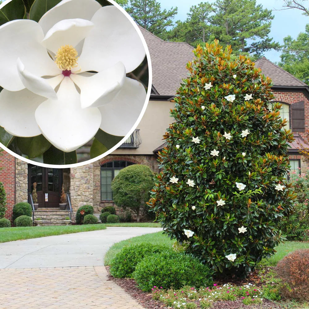 Magnolia vesnic verde "Little Gem" / Magnolia grandiflora "Little Gem"