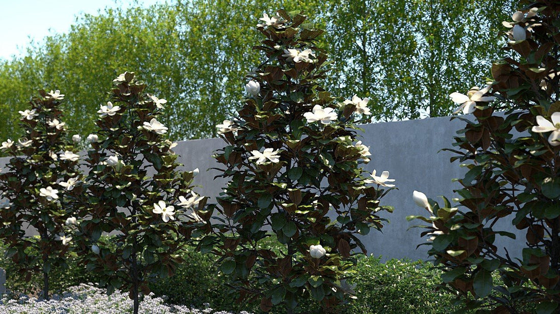 Magnolia vesnic verde "Little Gem" 1.50 - 1.75 m / Magnolia grandiflora "Little Gem" - Gradina Noastra
