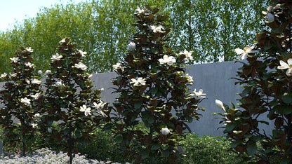 Evergreen Magnolia &quot;Goliath&quot; 1.75 - 2.00 m / Magnolia grandiflora &quot;Goliath&quot;