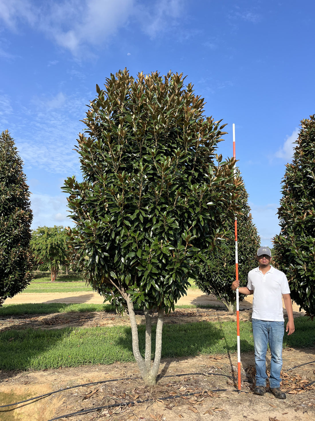 Magnolia vesnic verde "Goliath" multitulpinala / Magnolia grandiflora "Goliath" by gradina-noastra