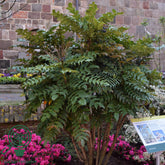 Mahonie "Charity" / Mahonia x media "Charity" / - Gradina Noastra