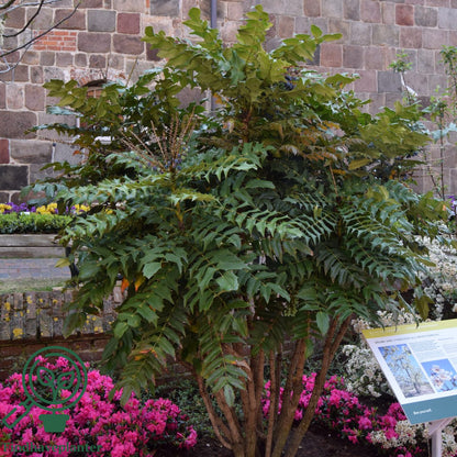 Mahonie "Charity" / Mahonia x media "Charity" / - Gradina Noastra