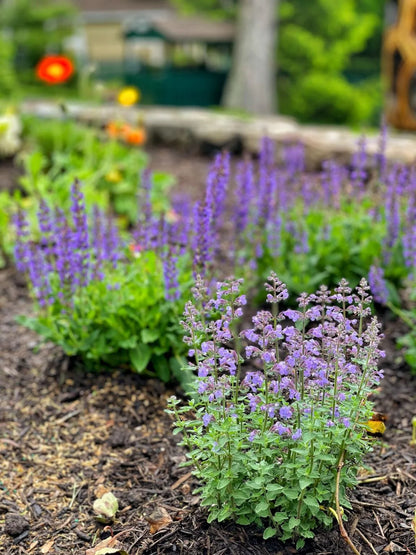 Nepeta kubanica "Neptune" - Gradina Noastra