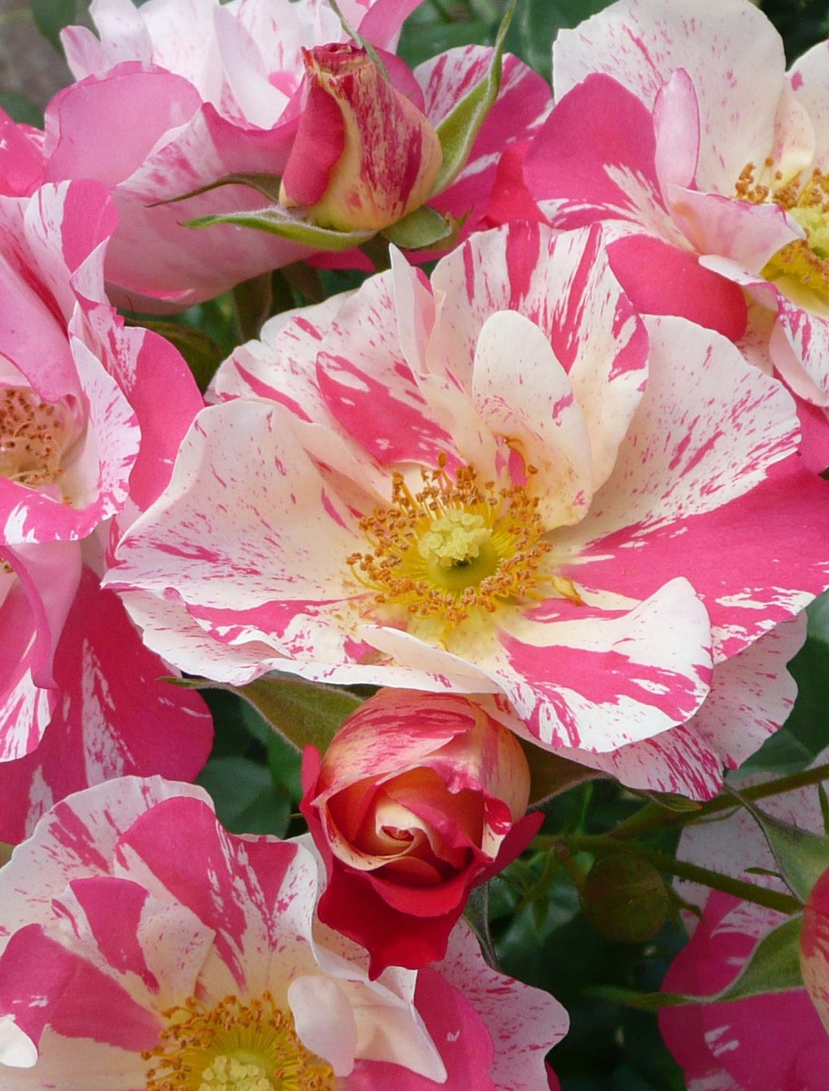 Trandafir pe picior "Mind Games" / Rosa "Mind Games"/