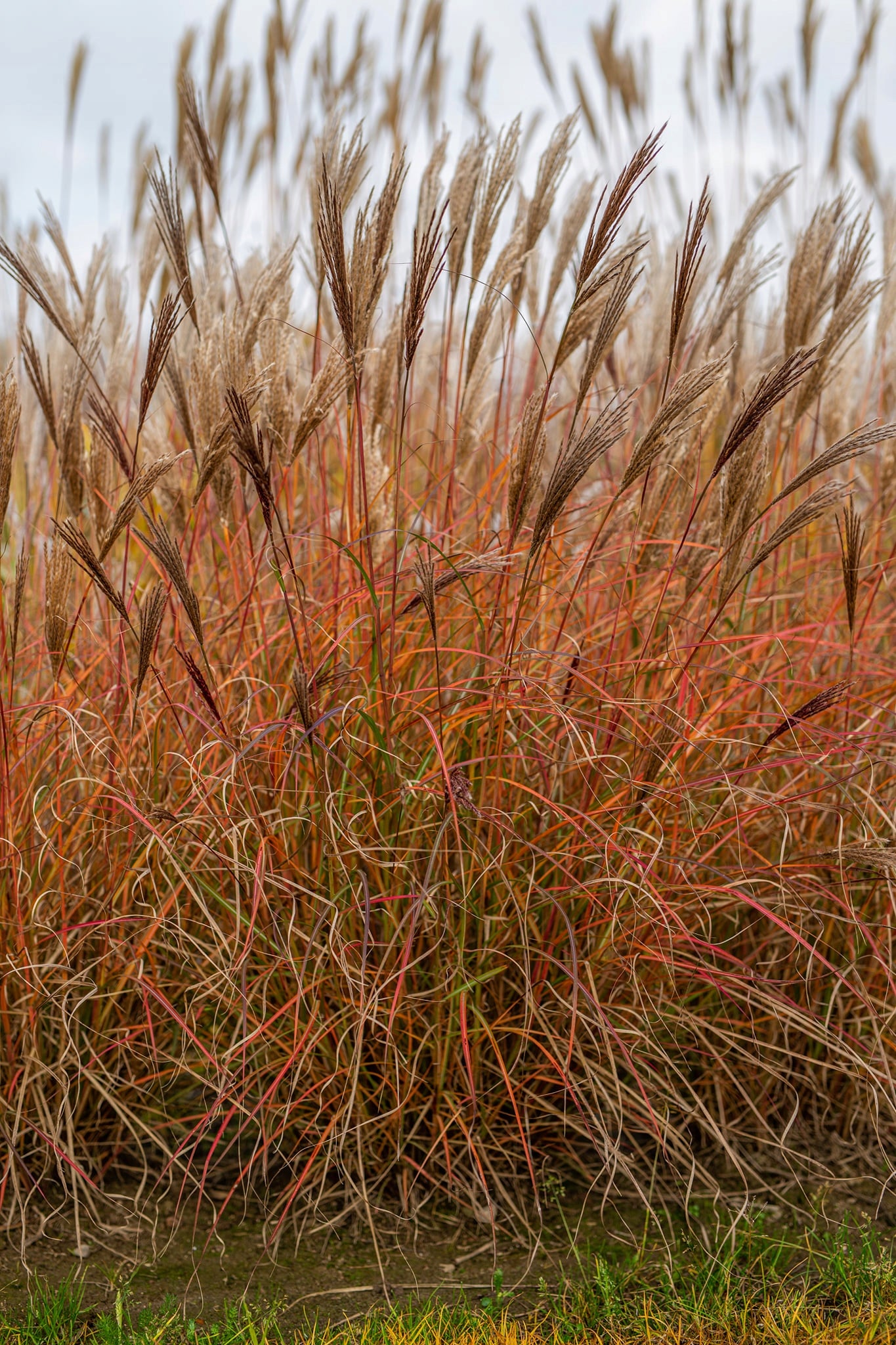 Iarba elefantului "Red Chief" / Miscanthus sinensis "Red Chief" /