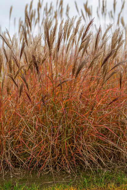 Iarba elefantului "Red Chief" / Miscanthus sinensis "Red Chief" /
