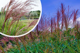 Iarba elefantului "Ferner Osten" / Miscanthus sinensis "Ferner Osten"/ - Gradina Noastra