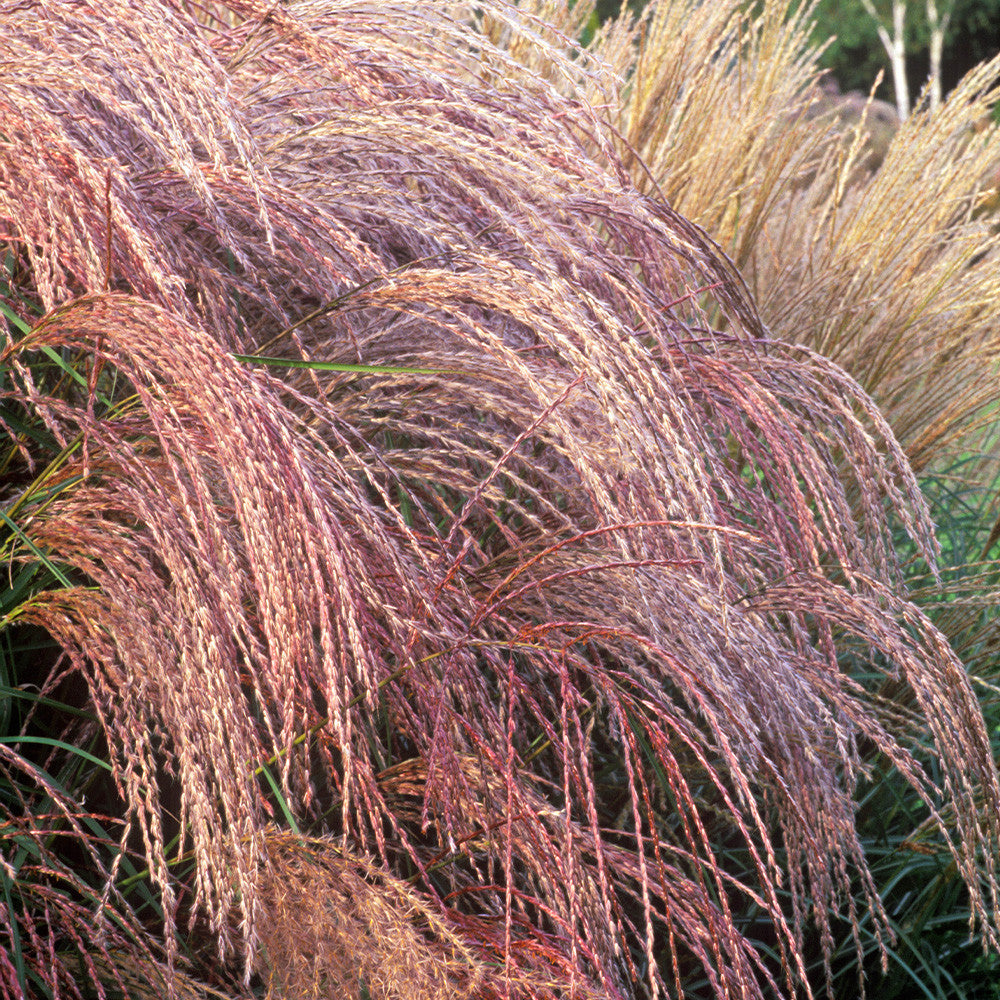Iarba elefantului "Flamingo" /Miscanthus sinensis Flamingo/
