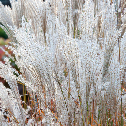 Iarba elefantului "Kleine Fontaine" / Miscanthus sinensis "Kleine Fontaine" / - Gradina Noastra
